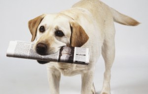 Labrador Retriever