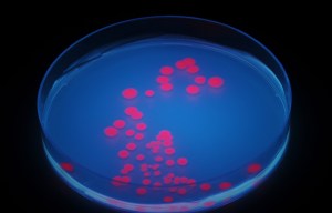 Scientists engineer 'glow-in-the-dark' bacteria - to help spot the bugs that cause food poisoning