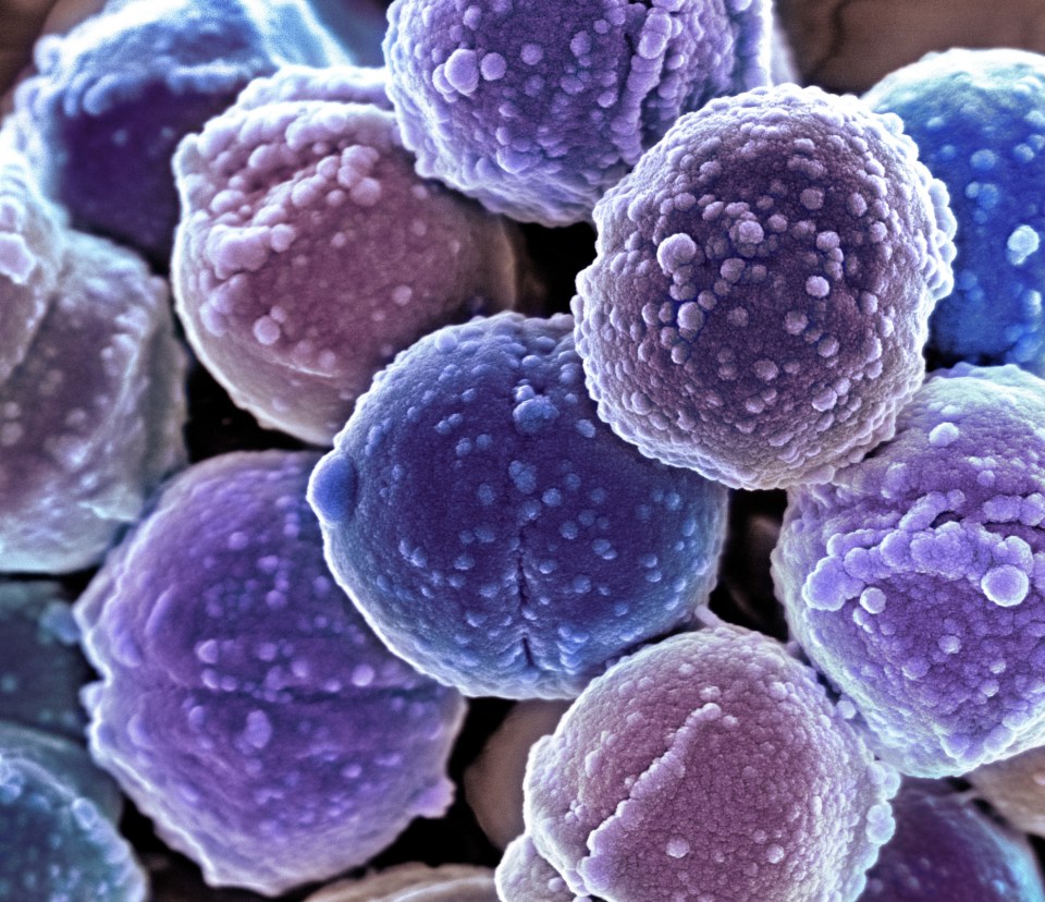 Staphylococcus bacteria, SEM
