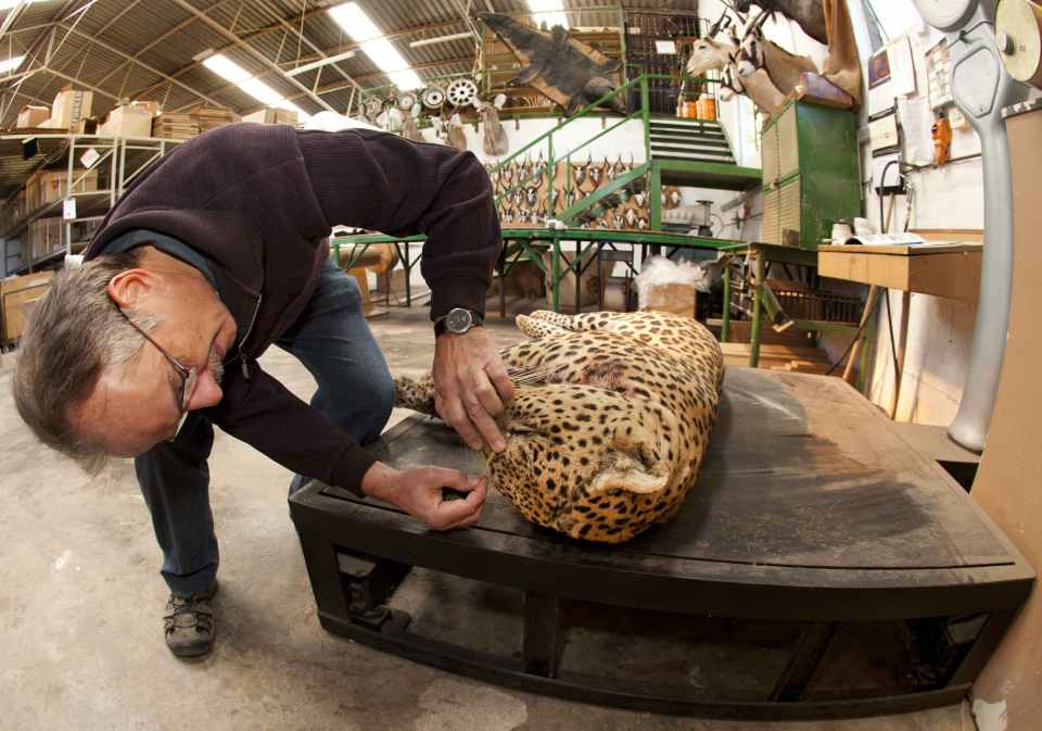  One of the final steps is attaching the glass eyes. Each species has its own type of eye