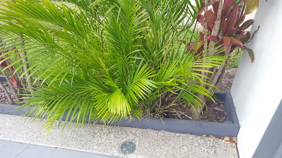  Can you spot the hidden python hiding in this small garden?