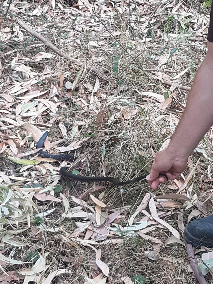  Snake catcher Glen Peacock was called to a home in New South Wales, Australia where he found the snake