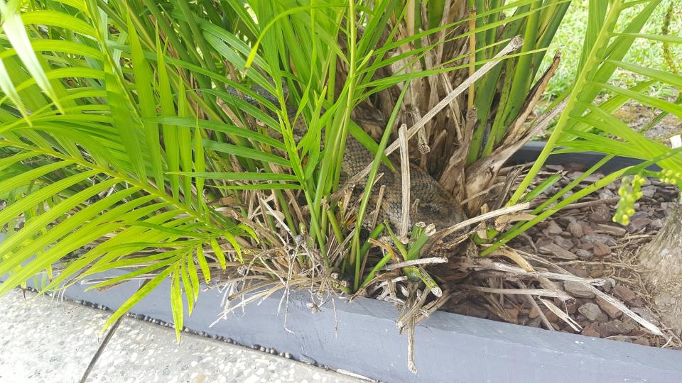  A different angle shows the snake visibly clearer
