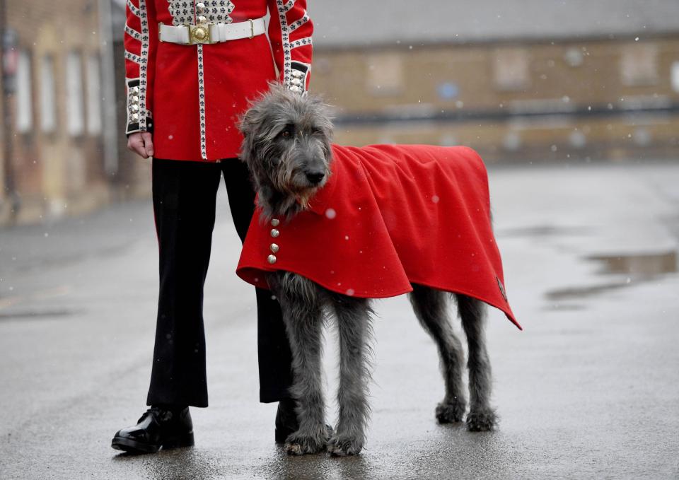 Army chiefs claim that Domhnall, an Irish Wolfhound, is happy and healthy