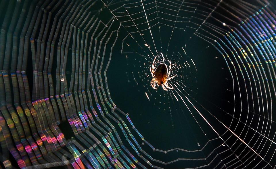 spider web