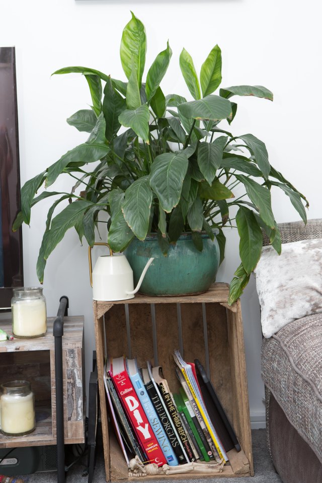  At first, the couple had no money left to furnish the house