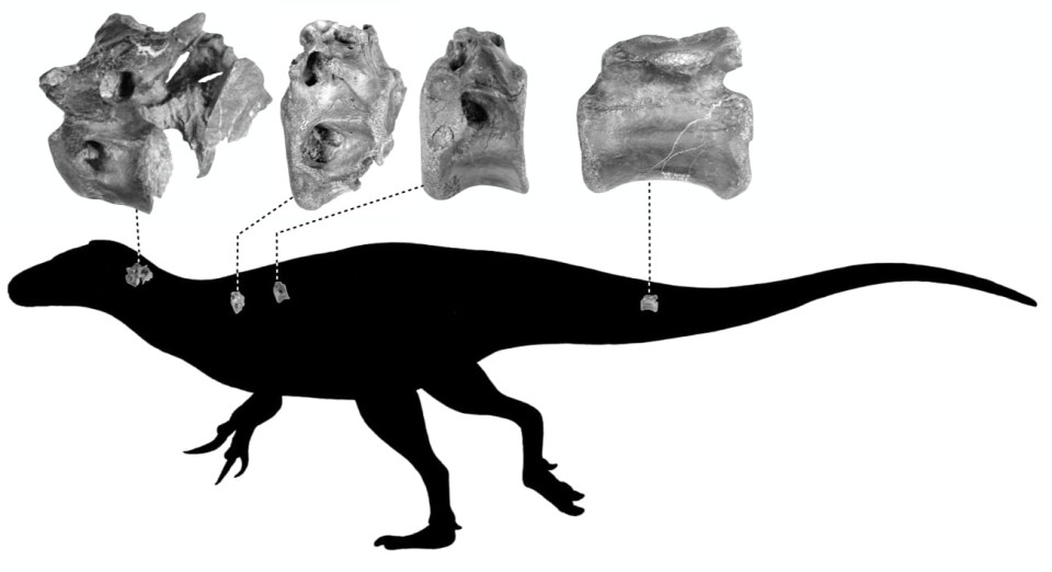 Four bones were discovered last year by dinosaur hunters at the seaside resort of Shanklin