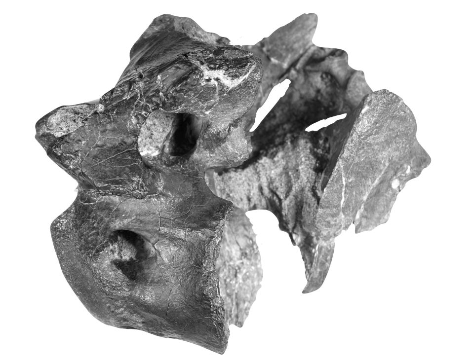 The bones were found at the seaside resort of Shanklin on the Isle of Wight