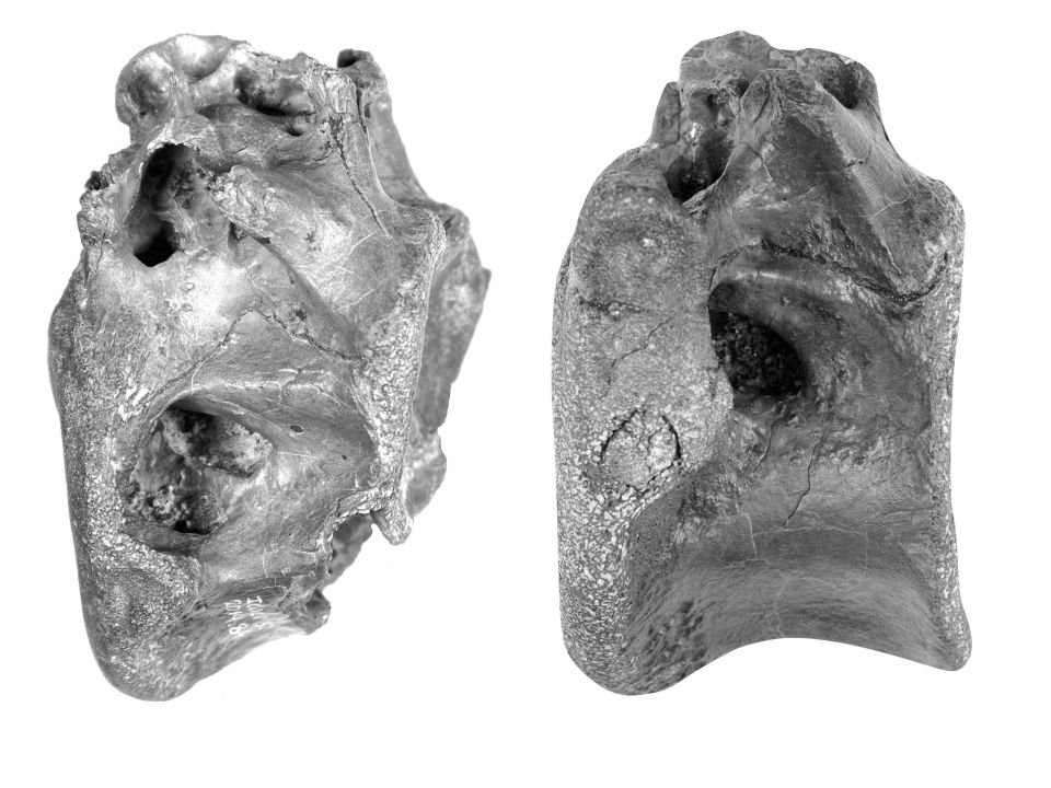 It is believed the creature lived just north of where it was found with the carcass washed into the shallow sea