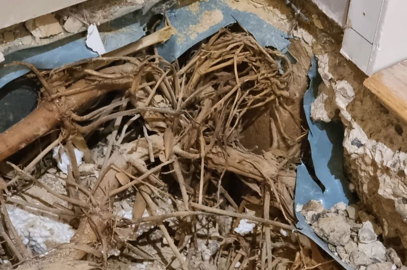 Bamboo can be just as damaging to property as Japanese Knotweed