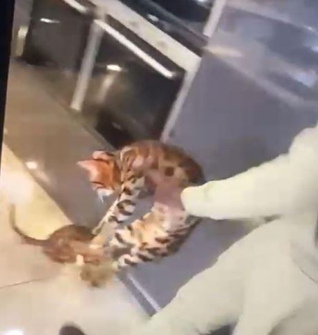 Both of Zouma's cats have been seized by the RSPCA