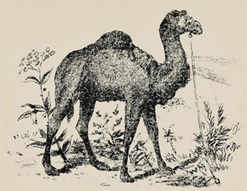 A drawing of a camel in a desert landscape.