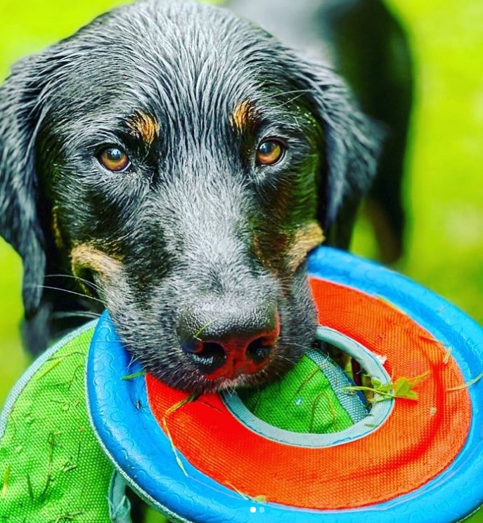 Jasmine revealed her beloved dog Jet had died in a 'tragic accident'
