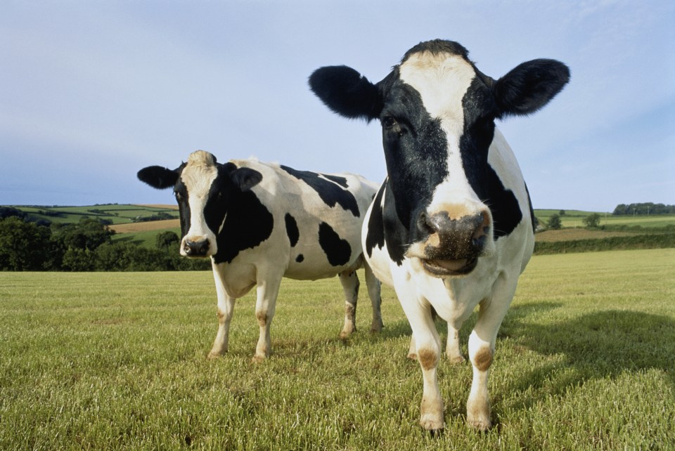 Farmers believe manure is the answer to Britain’s energy crisis - and it could help heat 6.4million homes