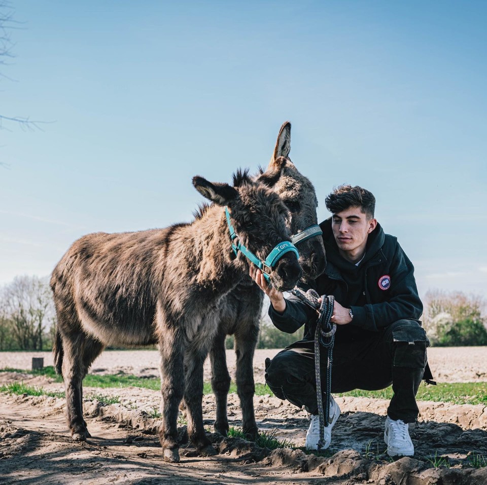 Havertz earned the nickname through his love of donkeys