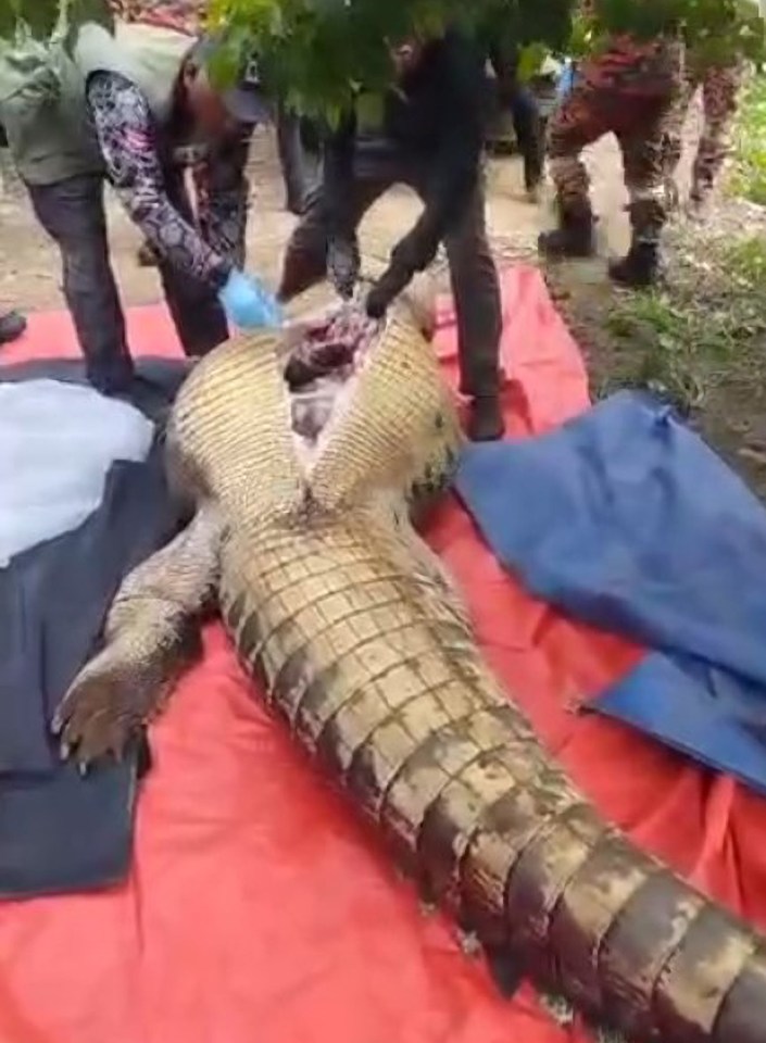 The body of Addi Bangsa, 60, was found after a four-day search inside a 14ft crocodile