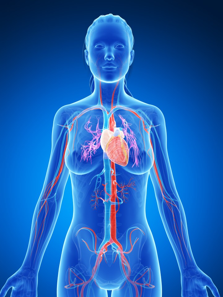 3d rendered illustration of the female vascular system; Shutterstock ID 130092554; purchase_order: -; job: -; client: -; other: -
