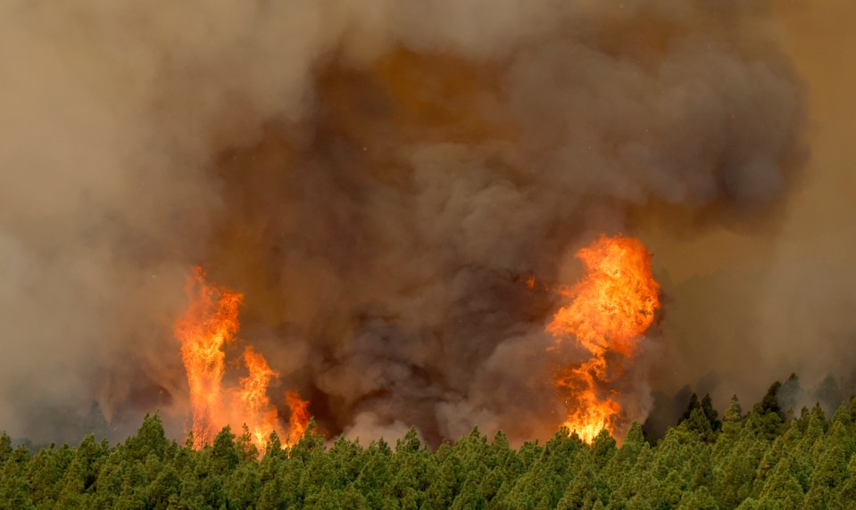 Trees burn in a forest fire in La Esperanza