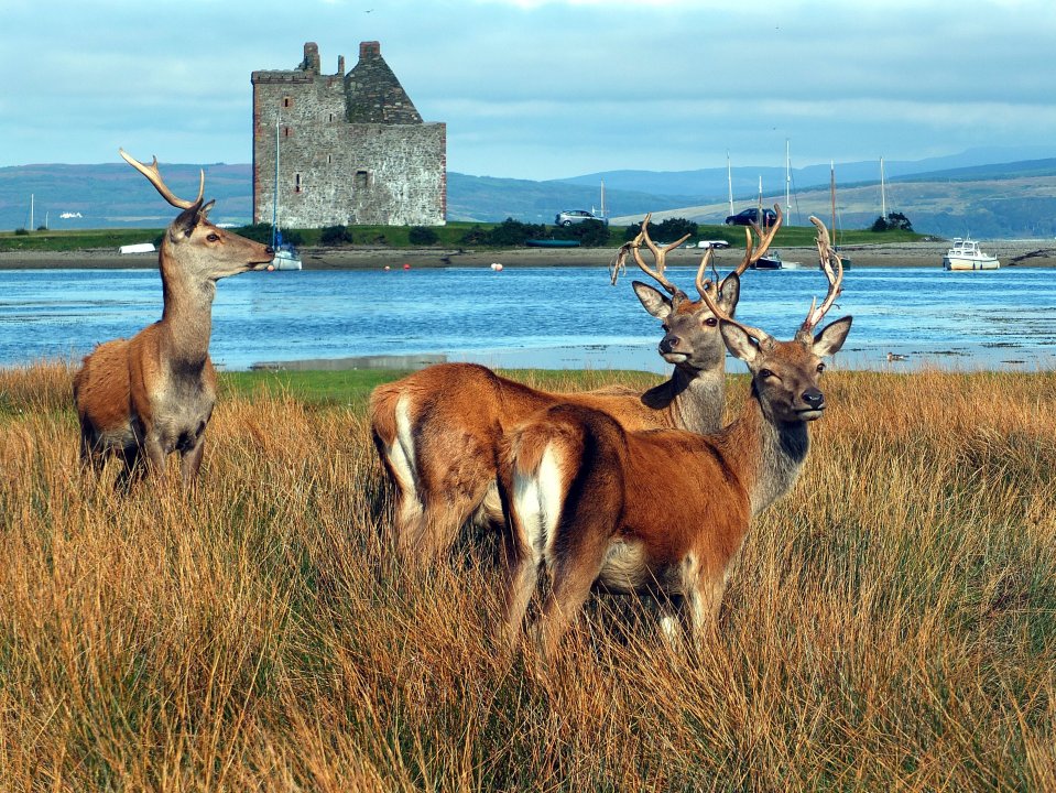 You can spot a rare red deer in front of Lochranza Castle, on the Isle of Arran
