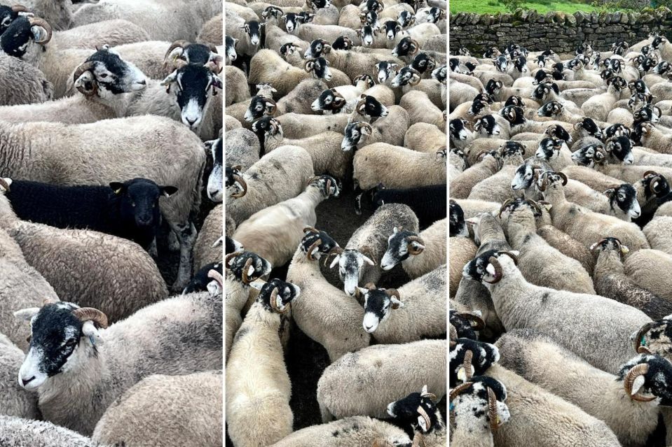 Amanda Owen posted multiple pictures of her white rams with one black ram in the photos