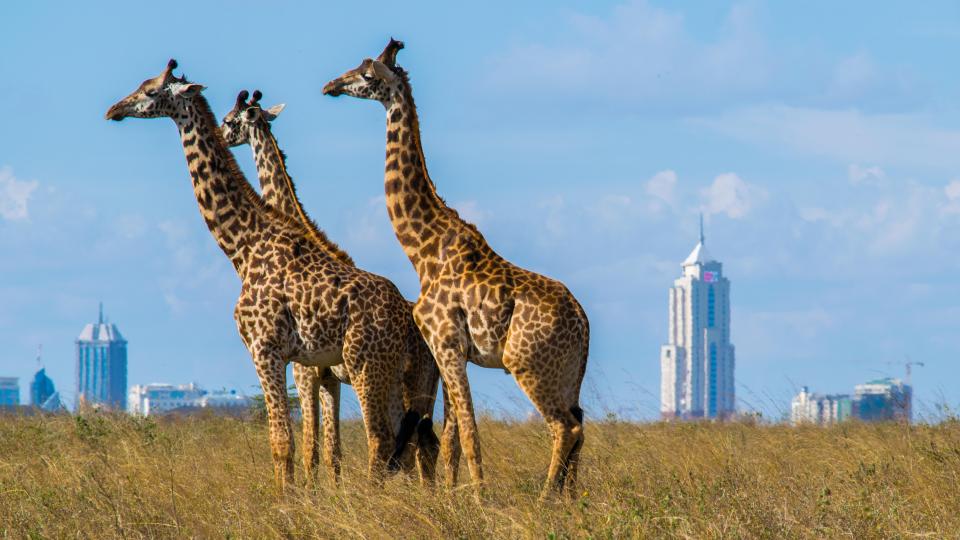 The East African country offers some of the best safari experiences in the world, where you can come face-to-face with wildlife