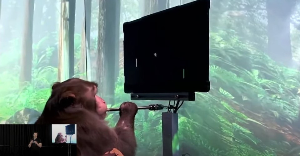 Elon Musk’s Neuralink device placed in 6 monkeys that ‘typed and played pong with their minds’ in wild show and tell