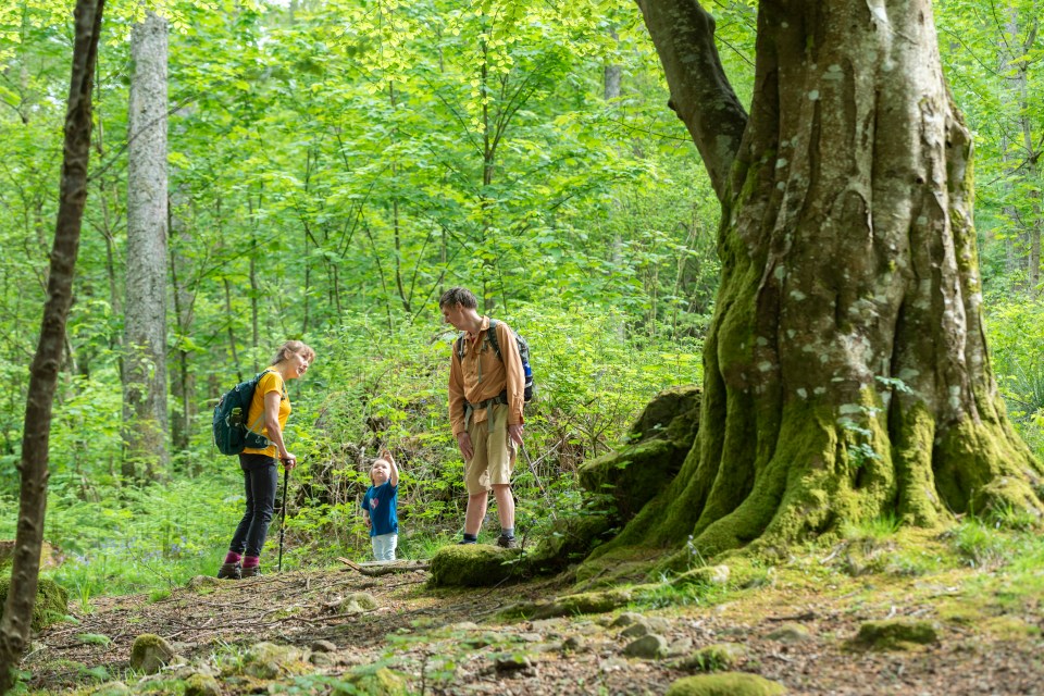 Hundreds of thousands of visitors flock to Borrowdale Rainforest every year