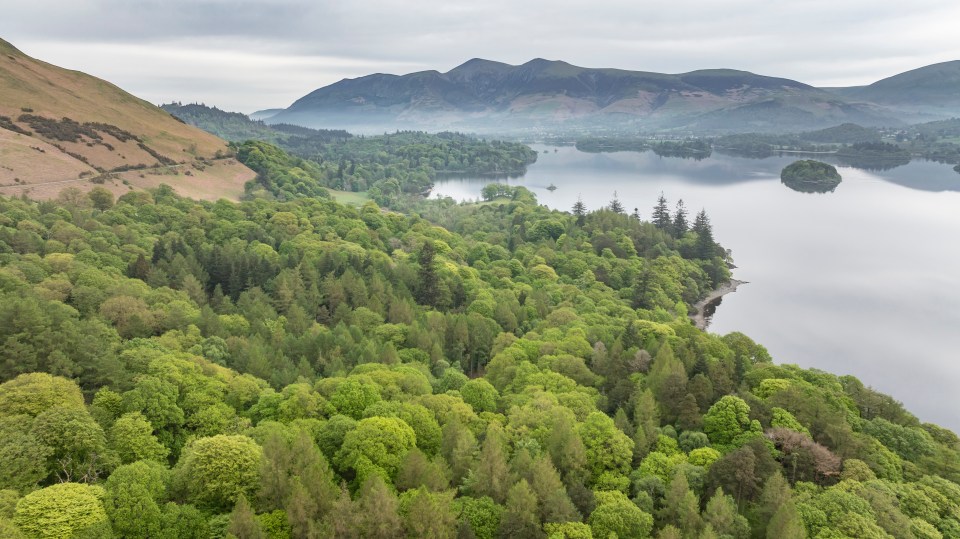 The habitat in Borrowdale Rainforest is sometimes referred to as Atlantic Oakwood