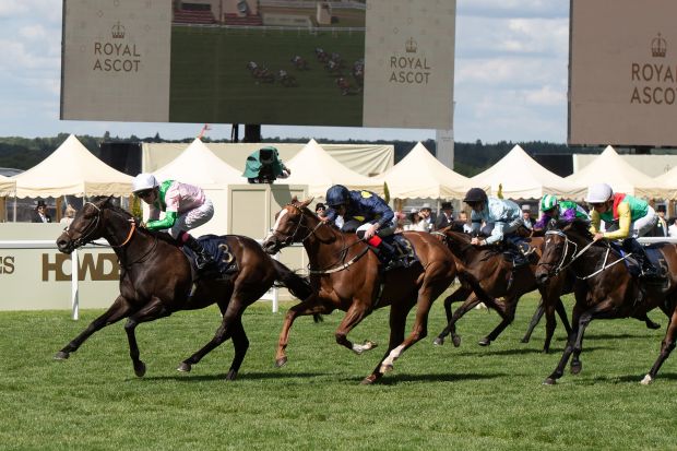 a group of horses are racing in front of a sign that says royal ascot