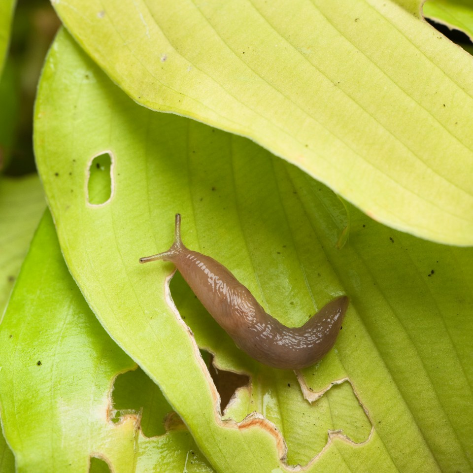 A gardening lover has shared the simple hack he swears by to stop slugs and snails from climbing over your plants