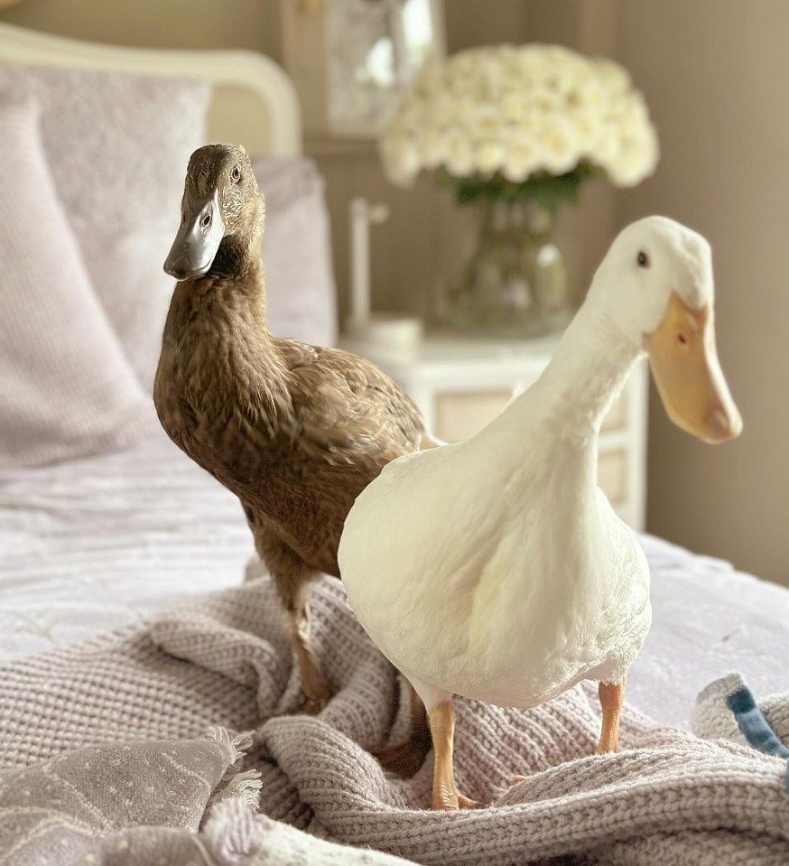 two ducks standing next to each other on a bed