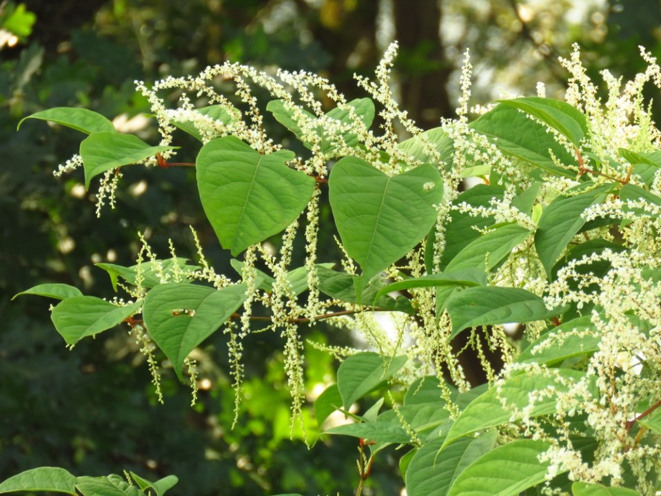 a plant with white flowers and green leaves