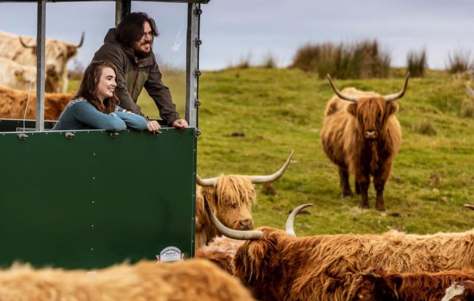 a man and a woman looking out of a green vehicle at a herd of cows
