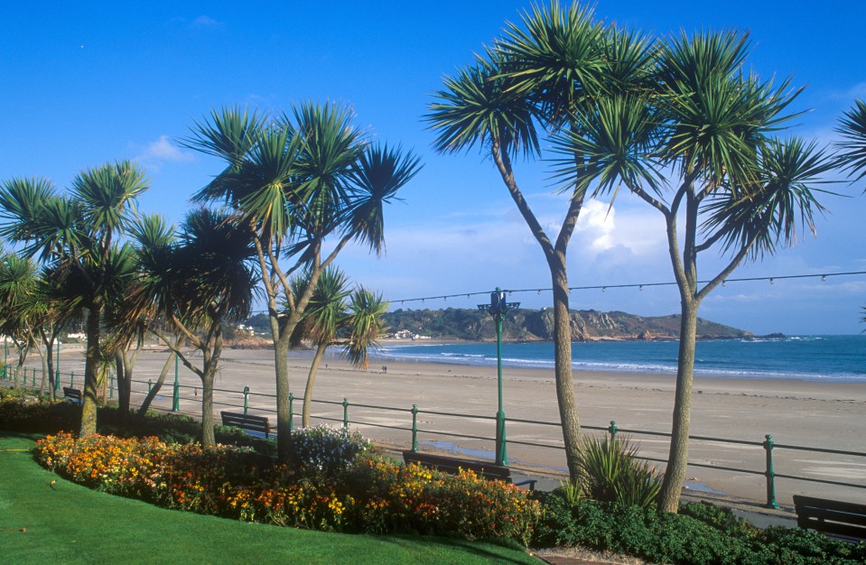 a row of palm trees on a sunny day with a beach in the background