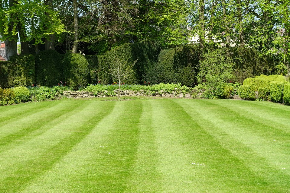 a lush green lawn with trees in the background
