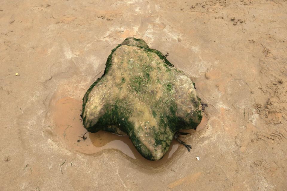 H6N127 Fossils. 125million year old sandstone mould of Iguanodon footprints on the 'Fossil Forest' beach at Hanover Point on the Isle of Wight.