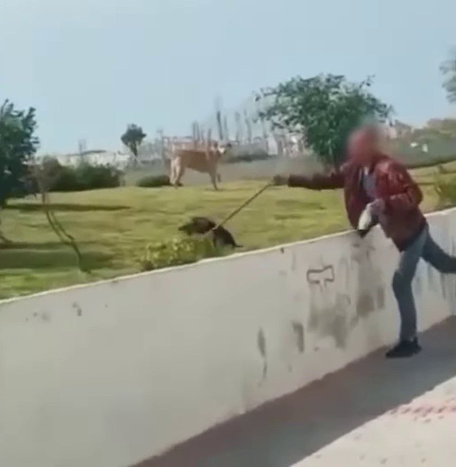 A person dragging a stray dog in Morocco.