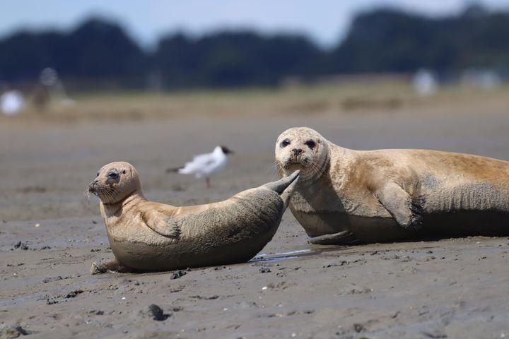 Chichester Harbour seals, , http://chichesterharbourwatertours.co.uk/tours/seal-watching/