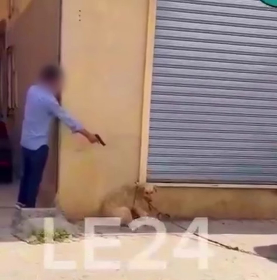 A person shoots a stray dog in Morocco.