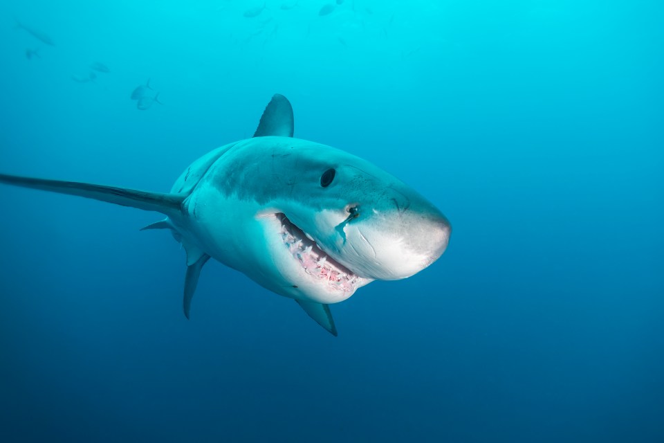 Great white shark underwater, mouth open.