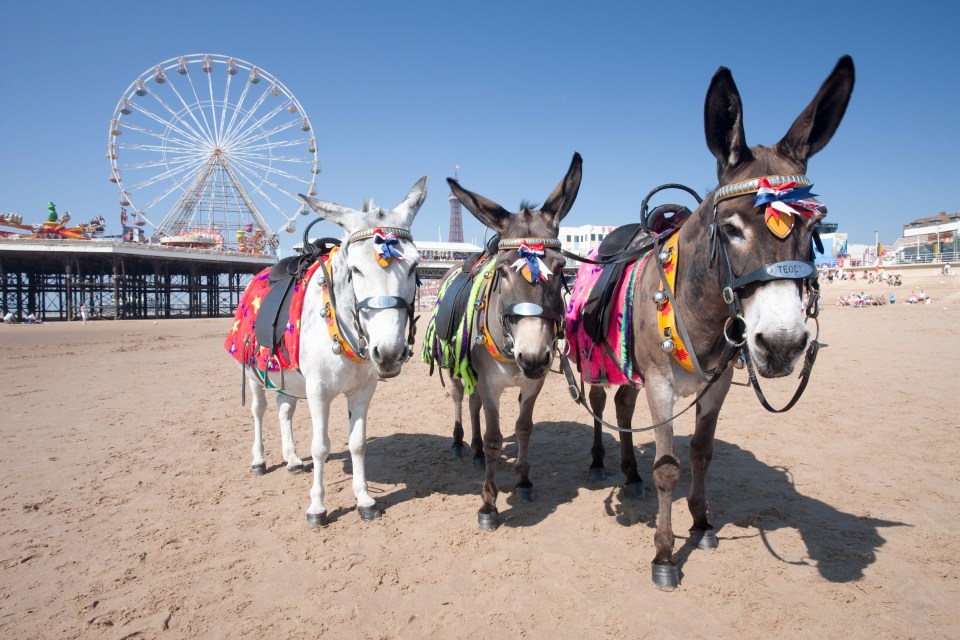 Three donkeys in colorful harnesses on a beach with a Ferris wheel in the background.