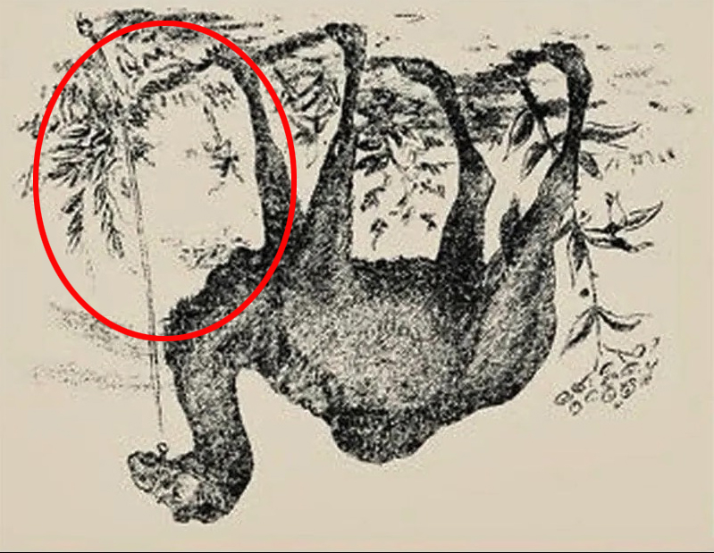 Optical illusion: a camel and a face hidden in a drawing of a sloth.