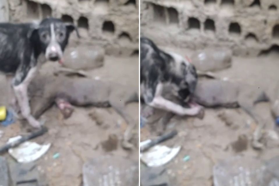 A dog standing over a dead dog on the ground.