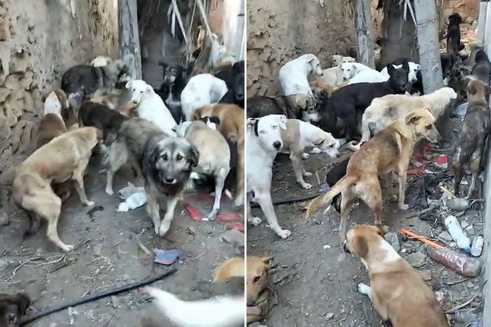 A large group of dogs in a dirt enclosure.