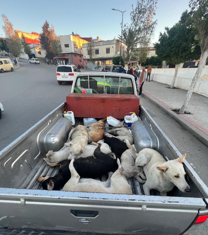 Stray dogs in the back of a pickup truck in Morocco.