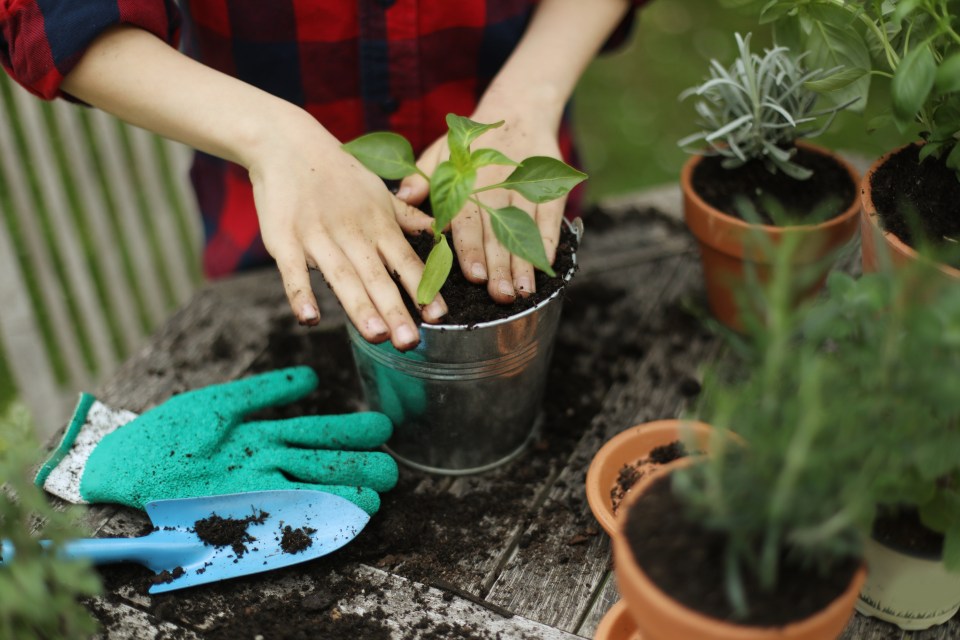 Child planting a seedling in a small metal pot.