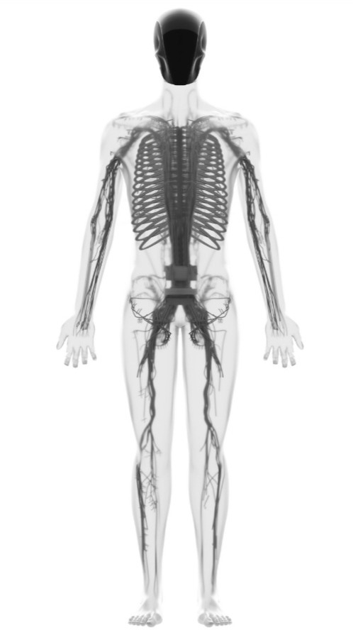 Illustration of a humanoid robot's circulatory and skeletal systems.