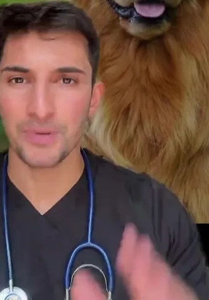 A veterinarian with a Golden Retriever.