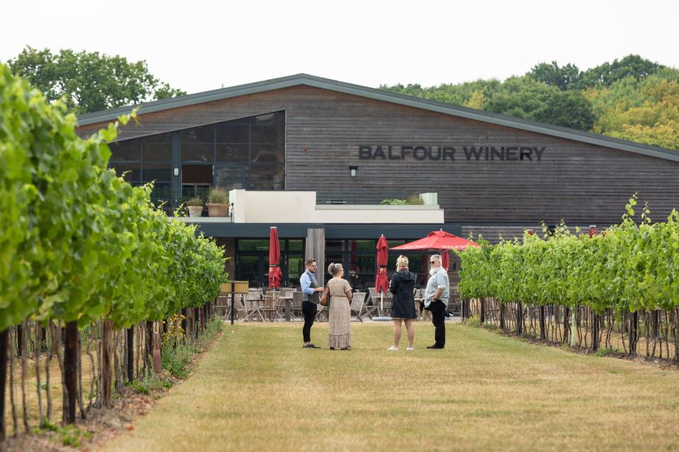 Balfour Winery in Kent, England, with visitors standing between rows of grapevines.