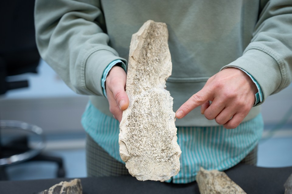 Person holding and examining a bone fragment.